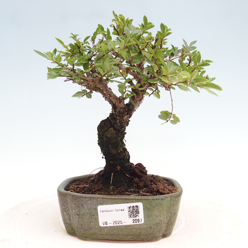 Bonsai de exterior - Zelkova - Zelkova NIRE