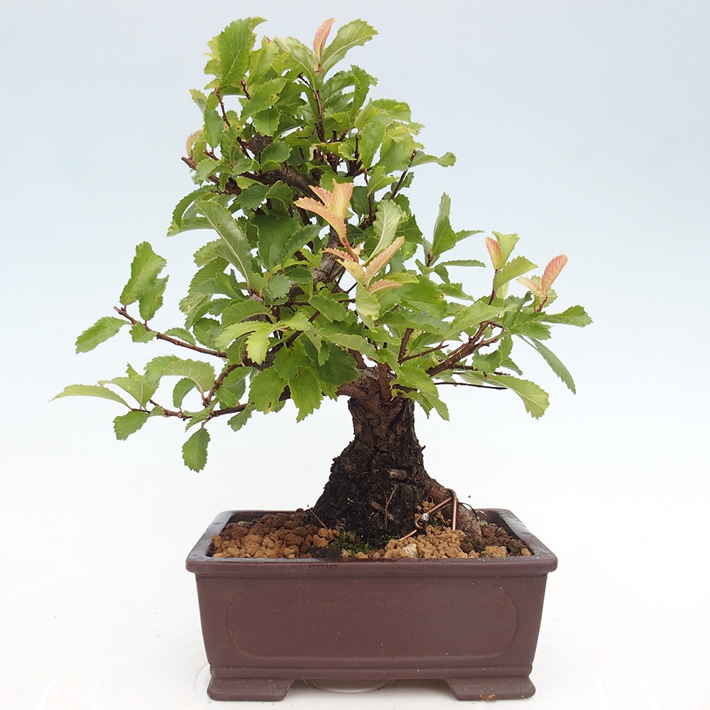 Bonsai de exterior - Zelkova - Zelkova NIRE