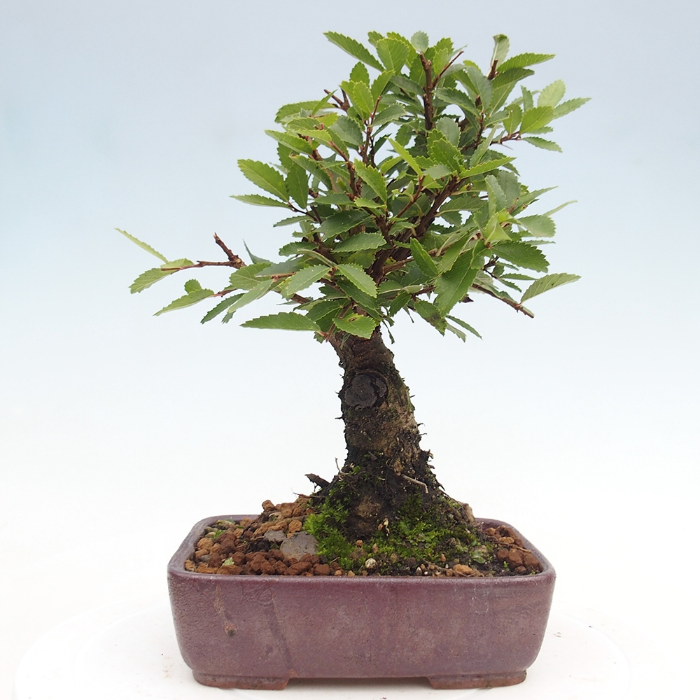 Bonsai de exterior - Zelkova - Zelkova NIRE