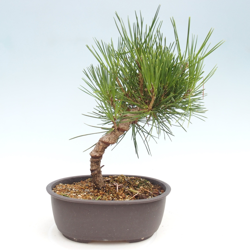 Bonsái de exterior - Pinus thunbergii - Pino Thunberg