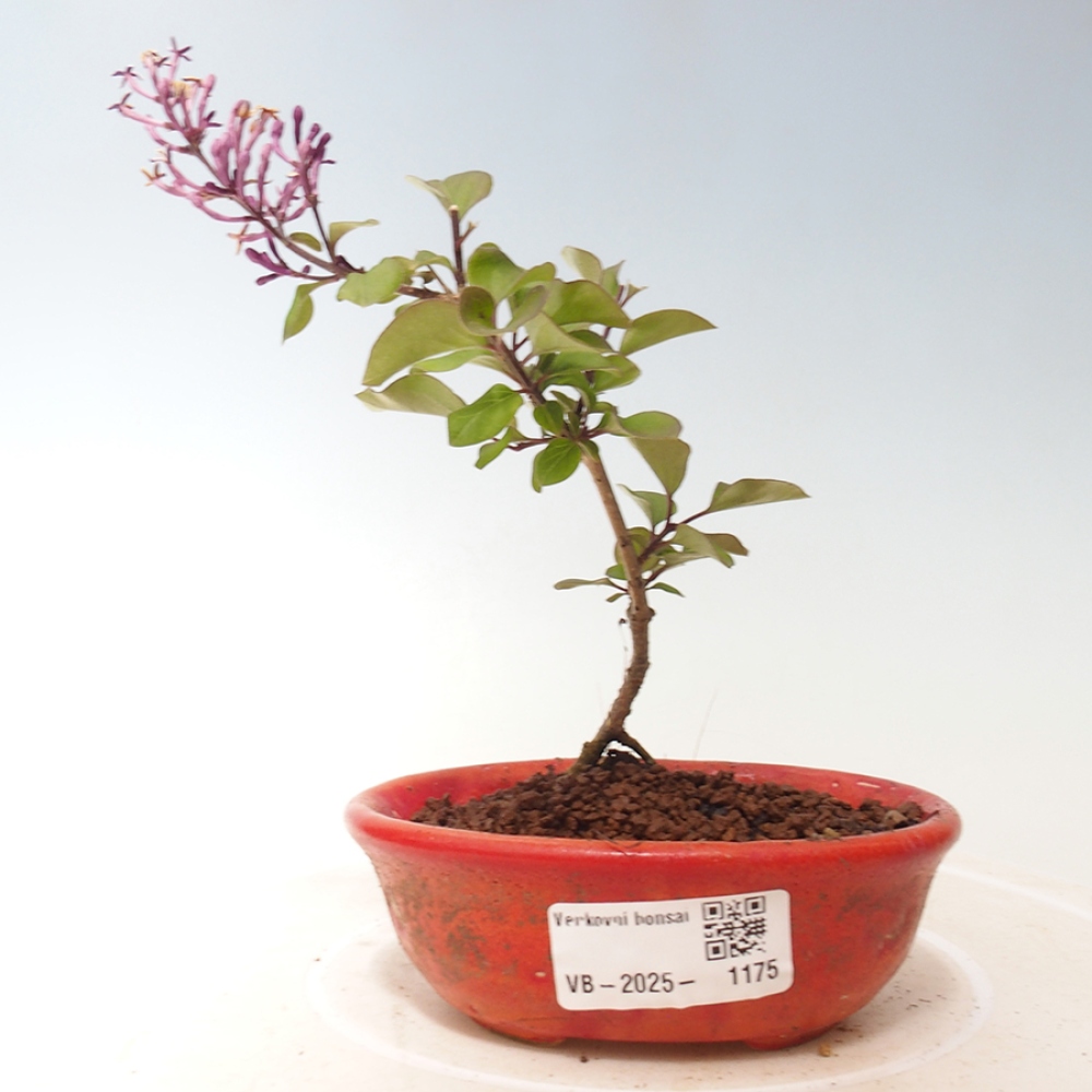 Bonsai de exterior - Syringa Meyeri Palibin - Lila de Meyer
