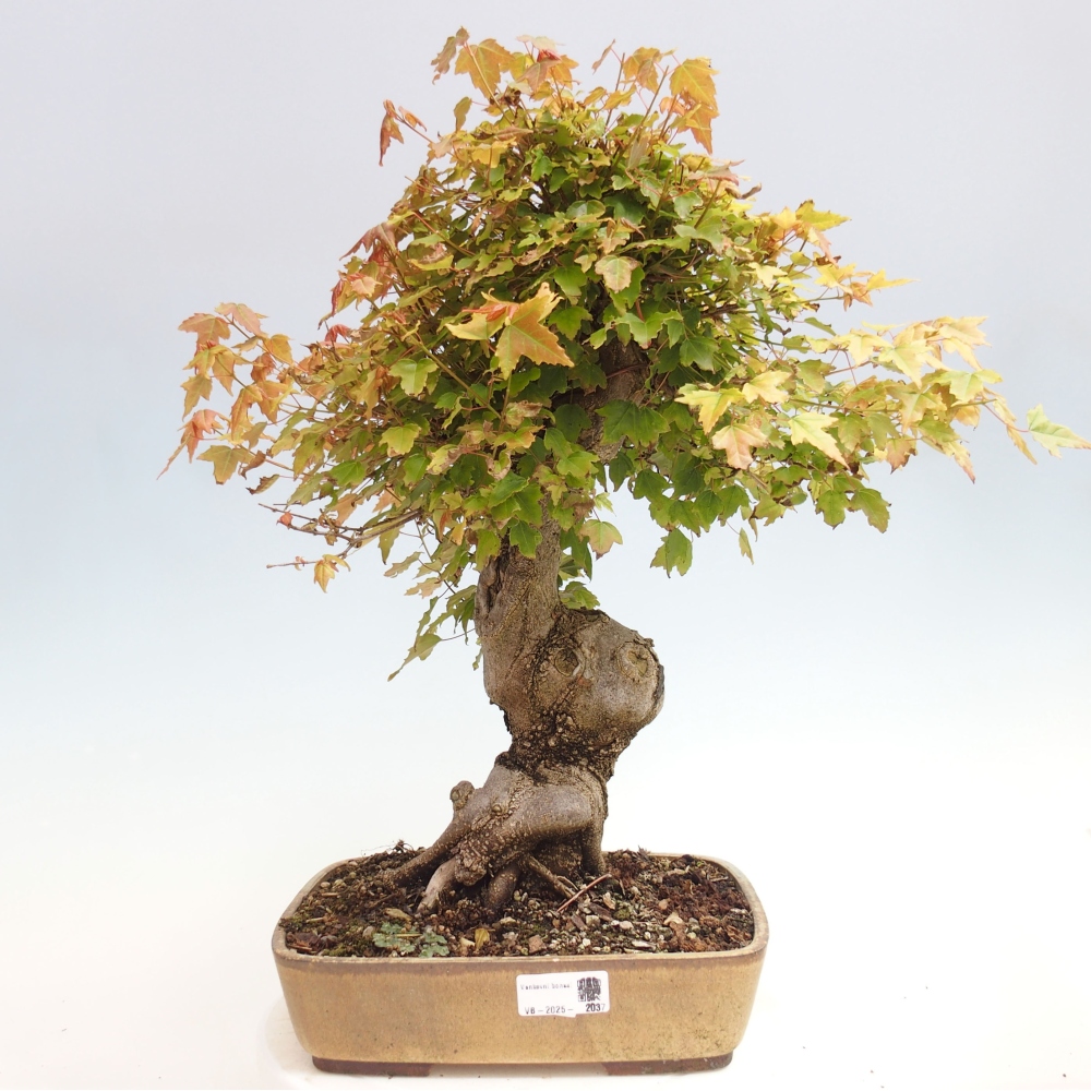 Bonsai de exterior - Acer Buergerianum - Arce hamburgués