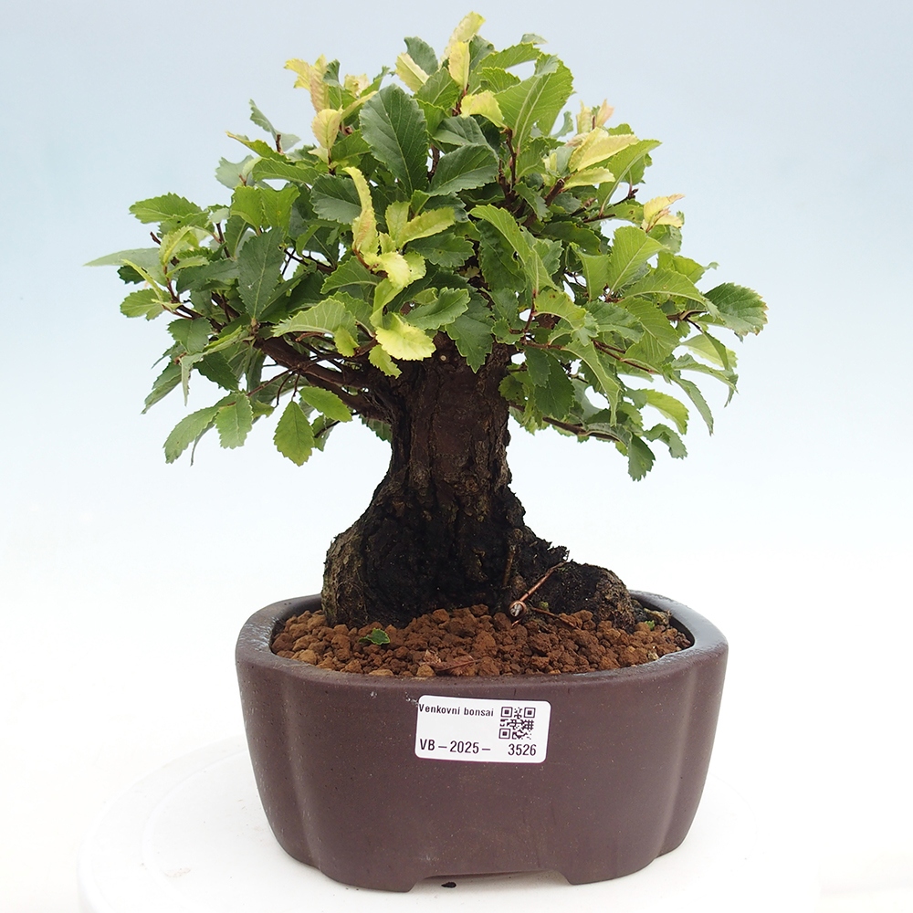 Bonsai de exterior - Zelkova - Zelkova NIRE