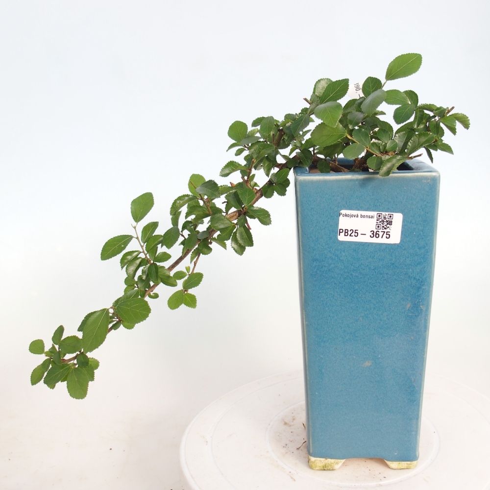 Bonsái de interior - Grewia occidentalis - Estrella de mar lavanda