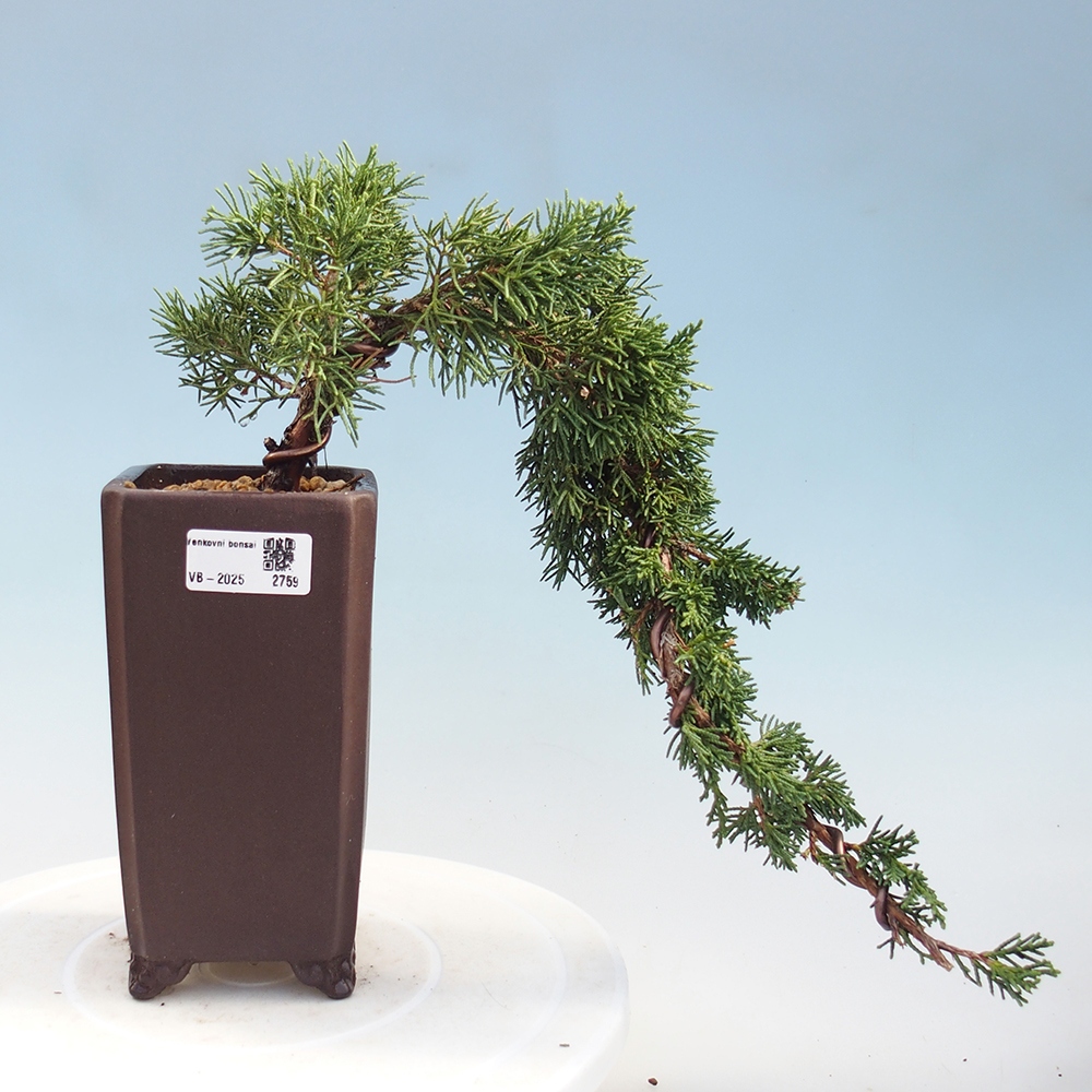 Bonsái de exterior - Juniperus chinensis Kishu