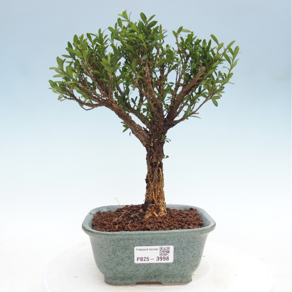 Bonsái de habitación - Buxus harlandii - buxus de corcho