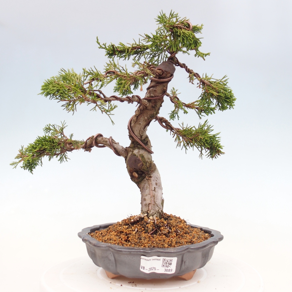 Bonsái de exterior - Juniperus chinensis Itoigawa