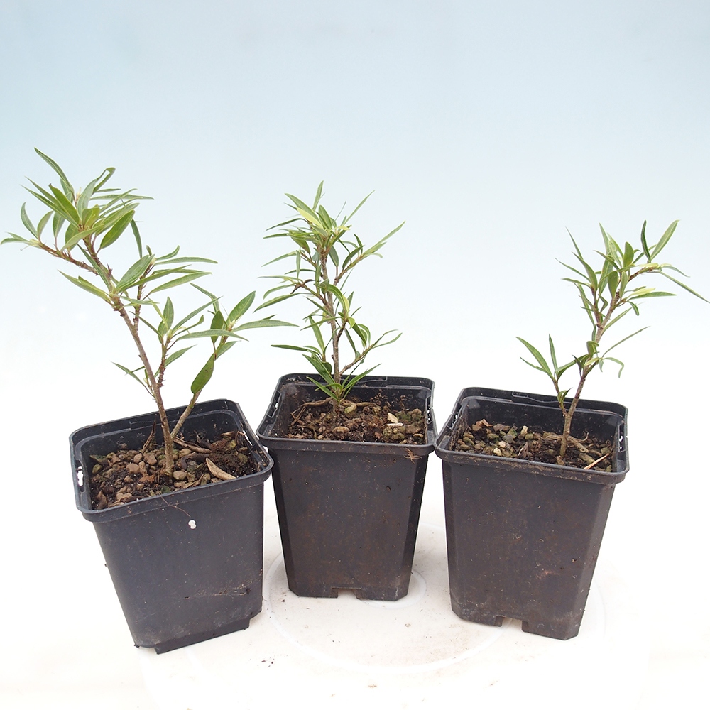 Bonsái de habitación - Ficus nerifolia - ficus de hoja pequeña en maceta