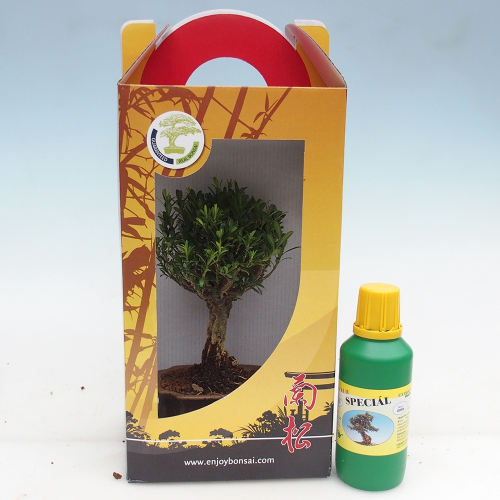 Bonsái de habitación en caja de regalo Buxus harlandii - buxus de corcho