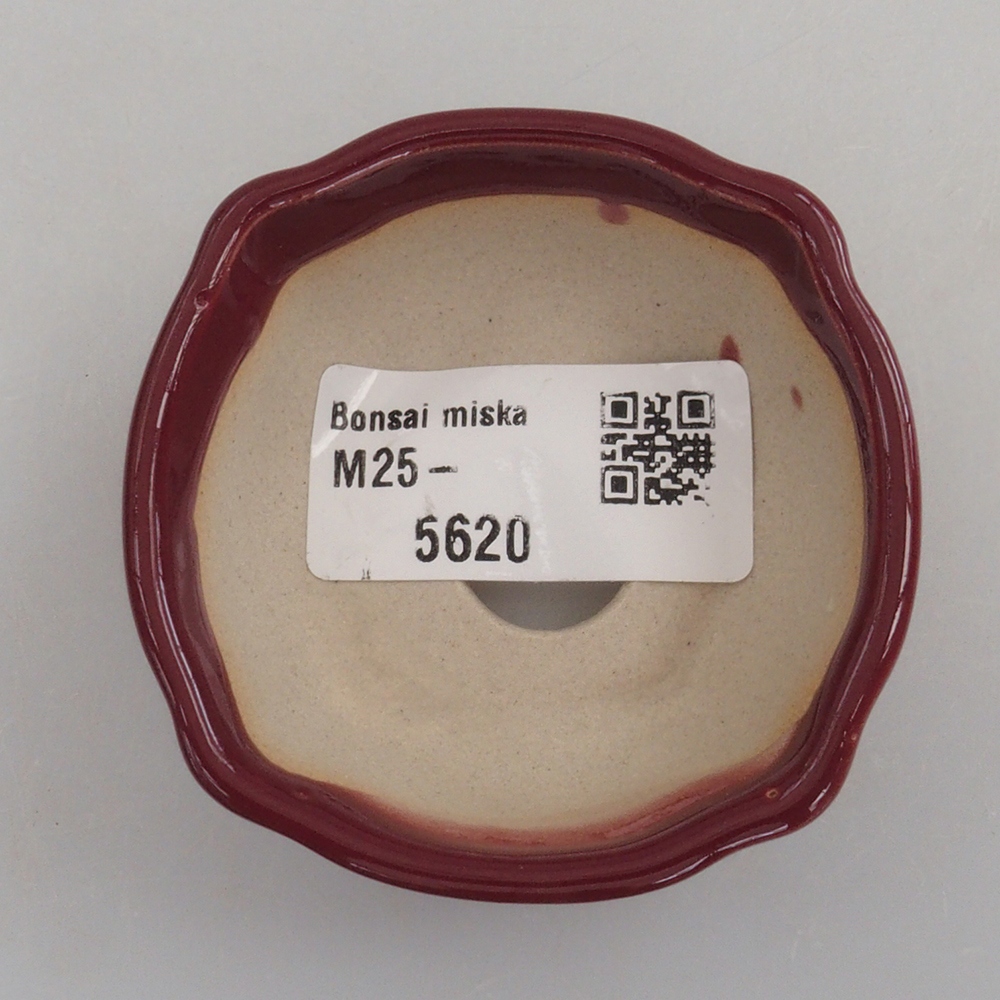 Cuenco mini bonsái 6 x 6 x 2,5 cm, burdeos