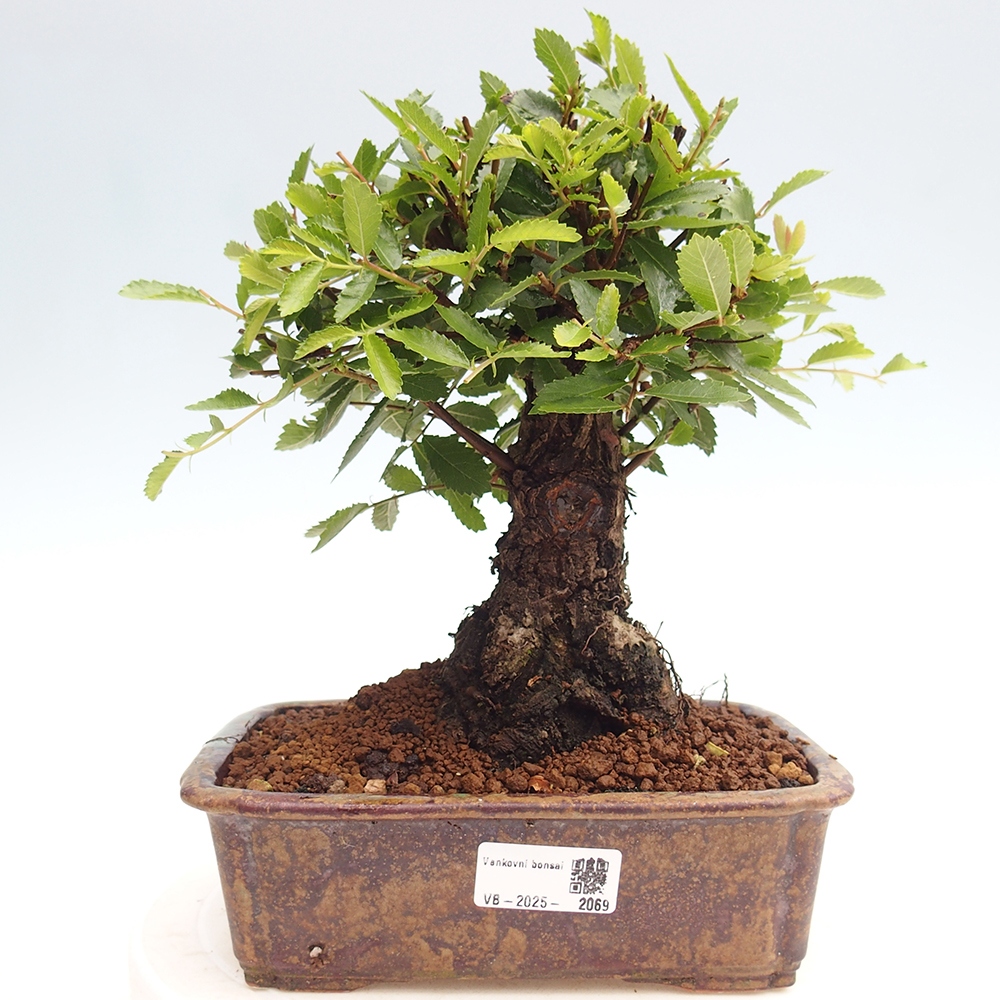 Bonsai de exterior - Zelkova - Zelkova NIRE