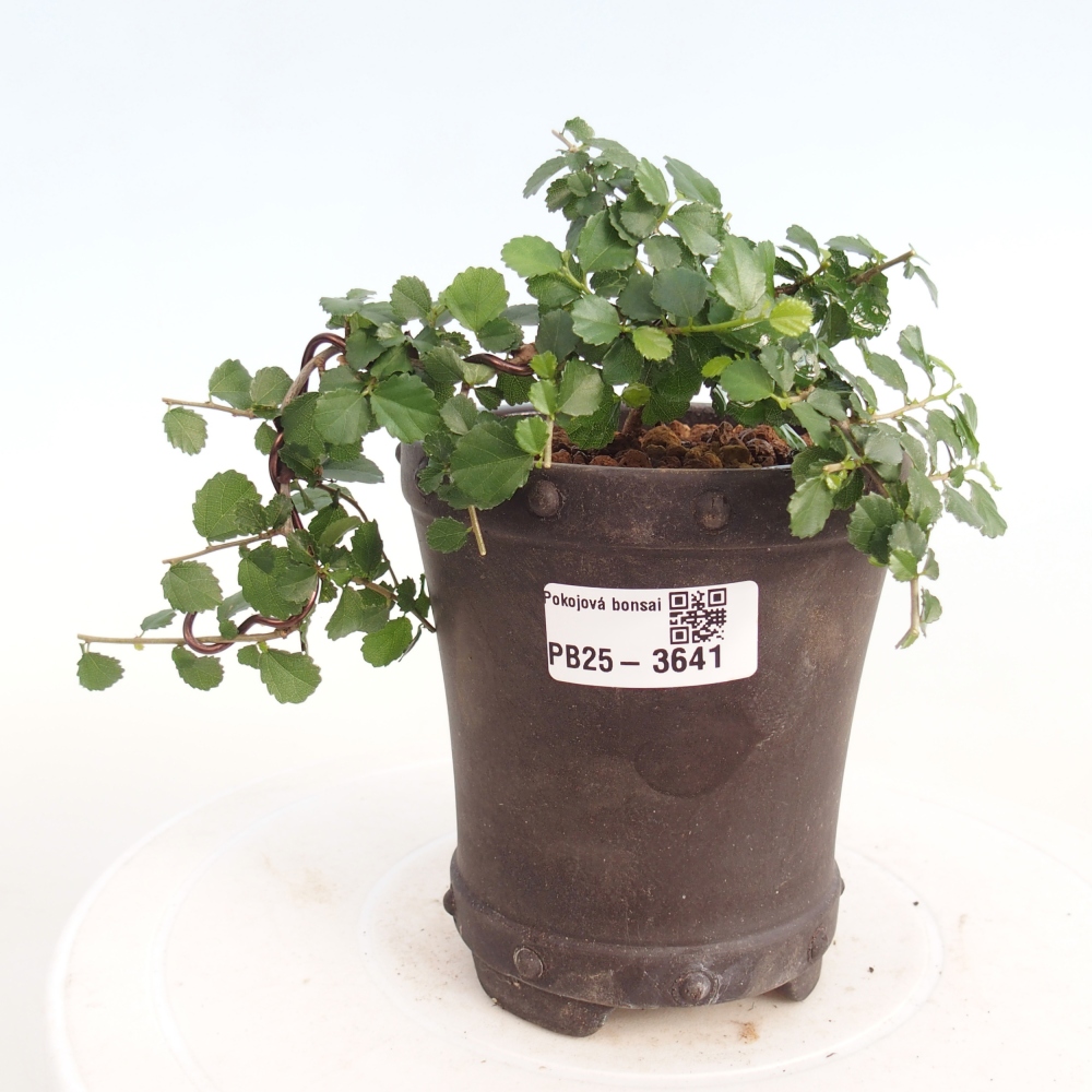 Bonsái de habitación - Grewia sp. - Grewia malafolia