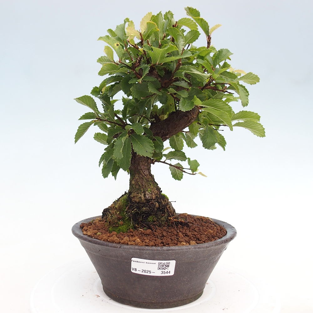 Bonsai de exterior - Zelkova - Zelkova NIRE