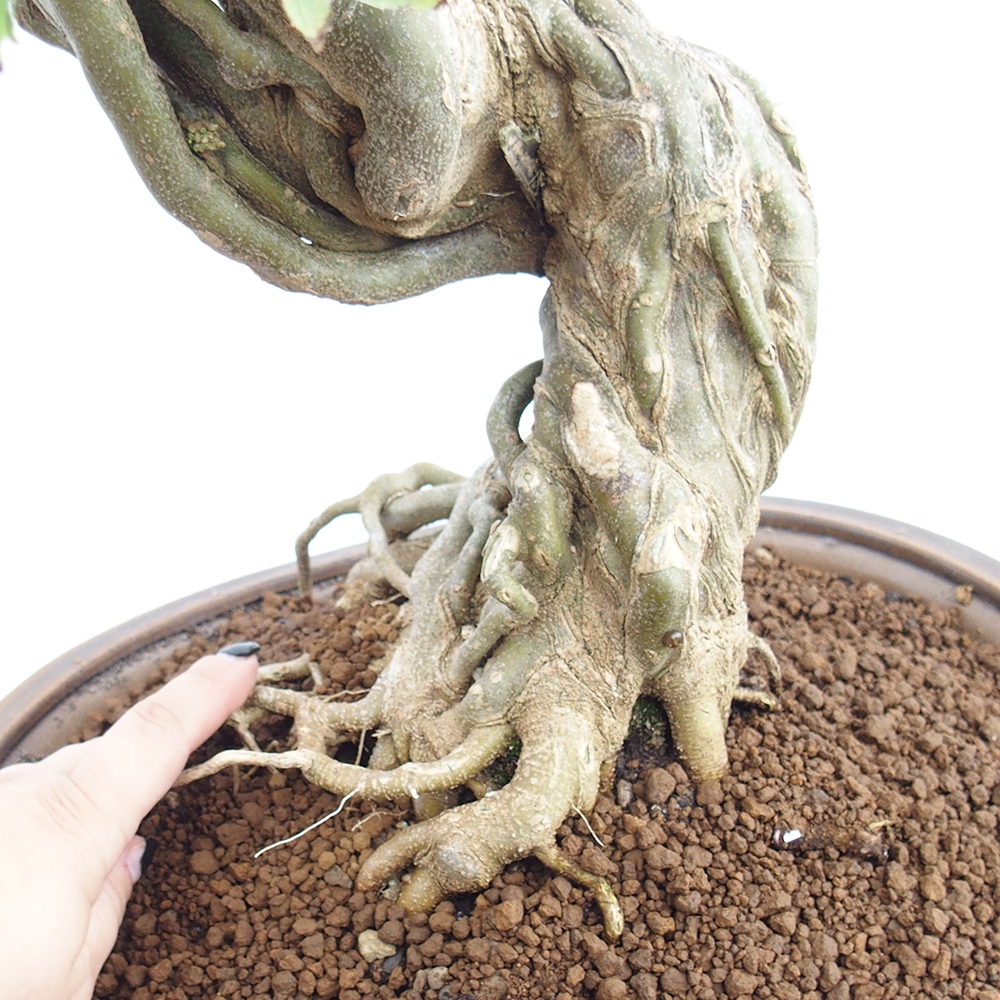 Bonsai de exterior - Acer Buergerianum - Arce hamburgués