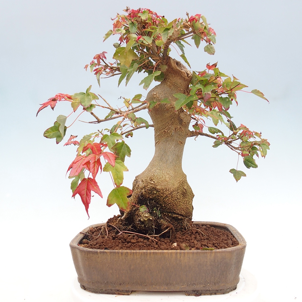 Bonsai de exterior - Acer Buergerianum - Arce hamburgués