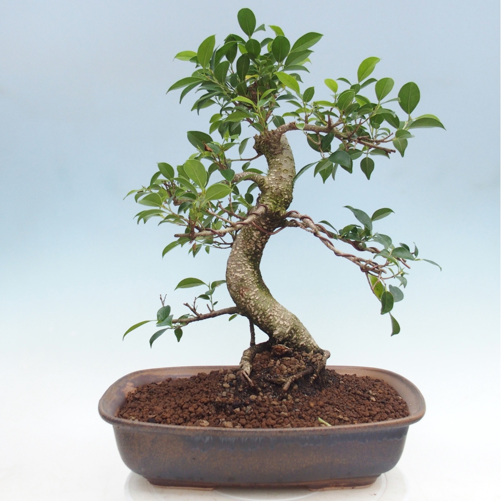Bonsái de habitación - Ficus retusa - ficus de hoja pequeña
