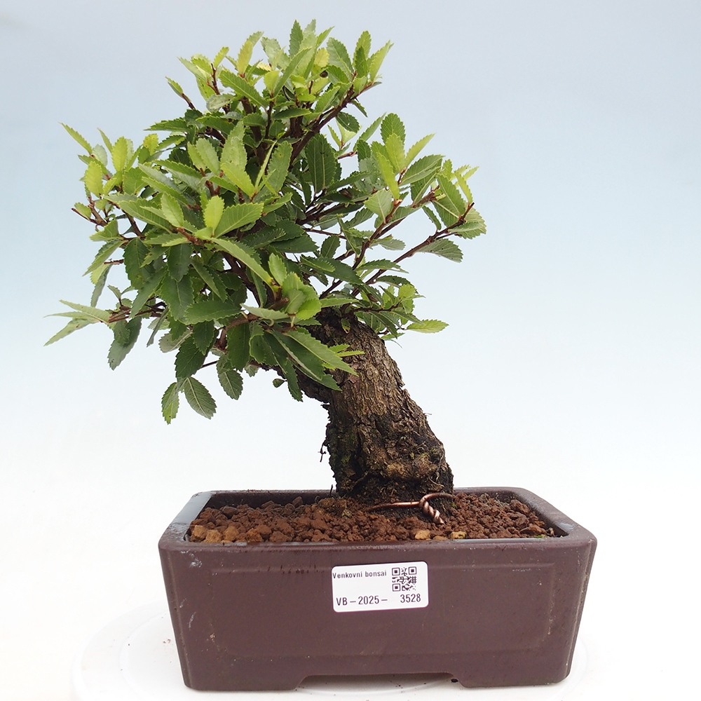 Bonsai de exterior - Zelkova - Zelkova NIRE