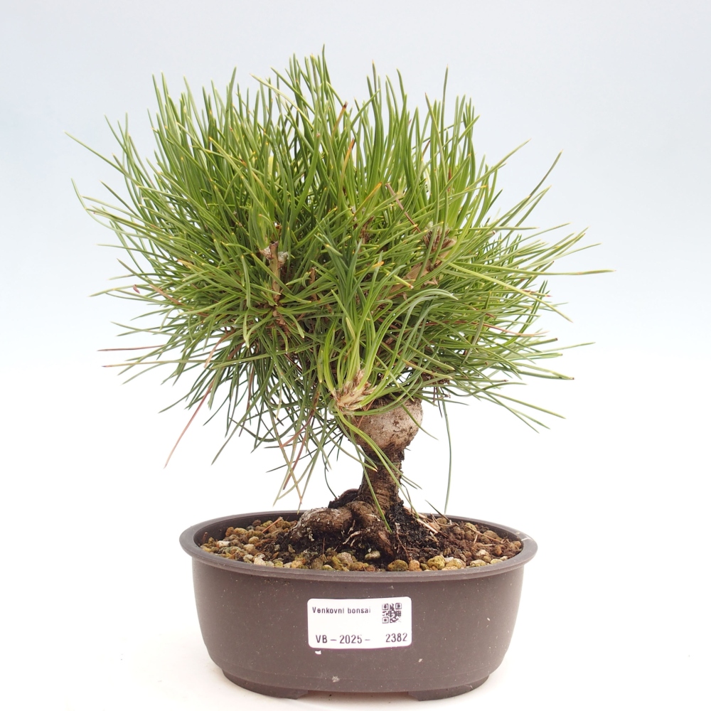 Bonsái de exterior - Pinus thunbergii - Pino Thunberg