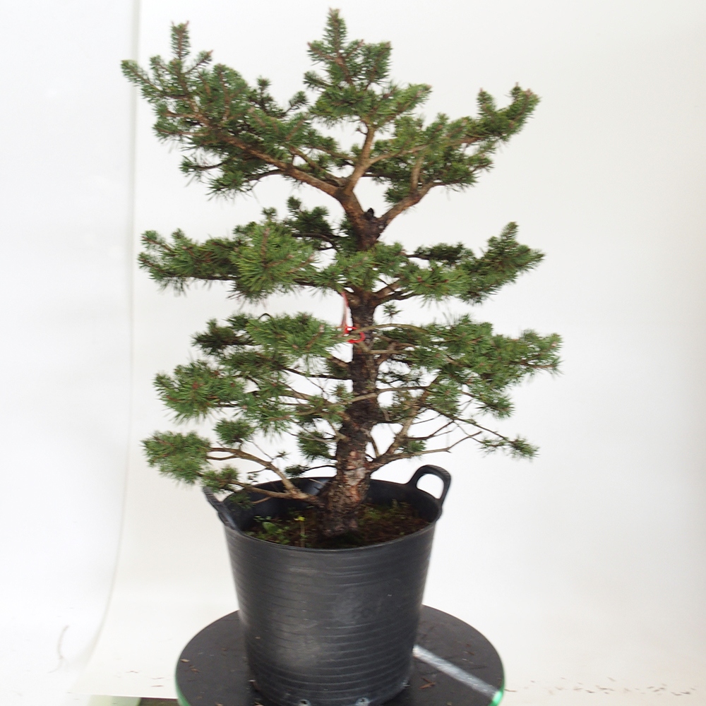 Yamadori - Pinus sylvestris España