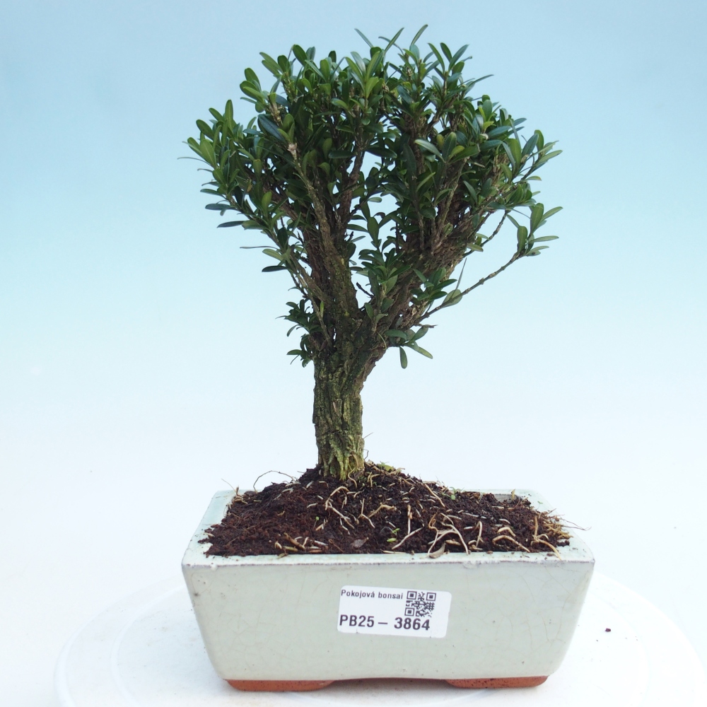 Bonsái de habitación - Buxus harlandii - buxus de corcho