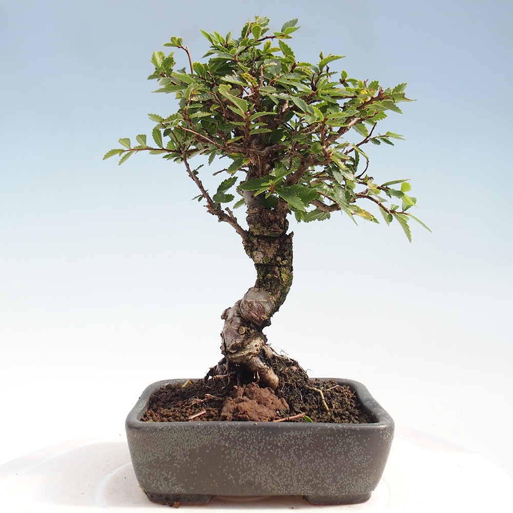 Bonsai de exterior - Zelkova - Zelkova NIRE