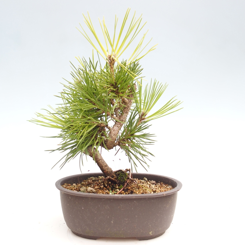 Bonsái de exterior - Pinus thunbergii - Pino Thunberg