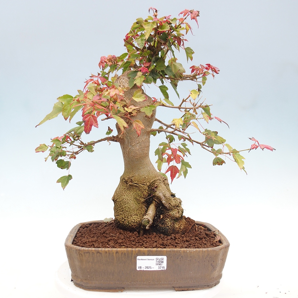 Bonsai de exterior - Acer Buergerianum - Arce hamburgués