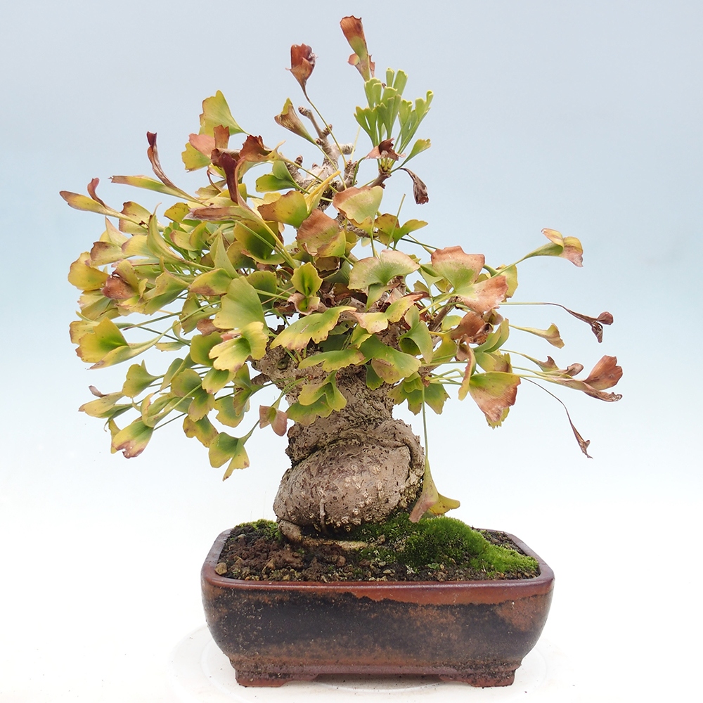 Bonsai de exterior - Ginkgo biloba - Ginkgo biloba