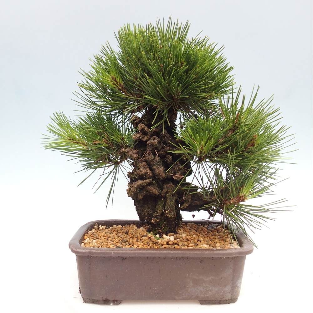 Bonsái de exterior - Pinus thunbergii - Pino Thunberg