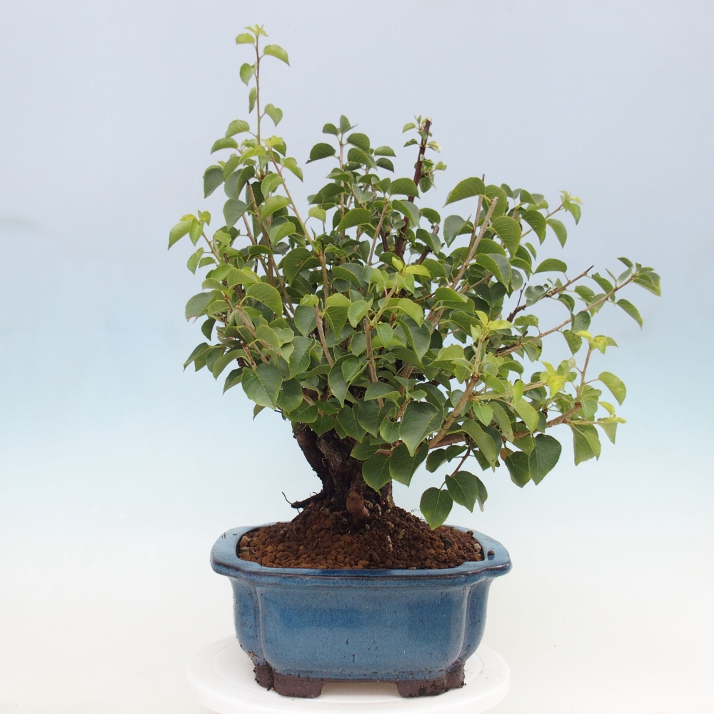 Bonsai de exterior - Mahalebka - Prunus mahaleb