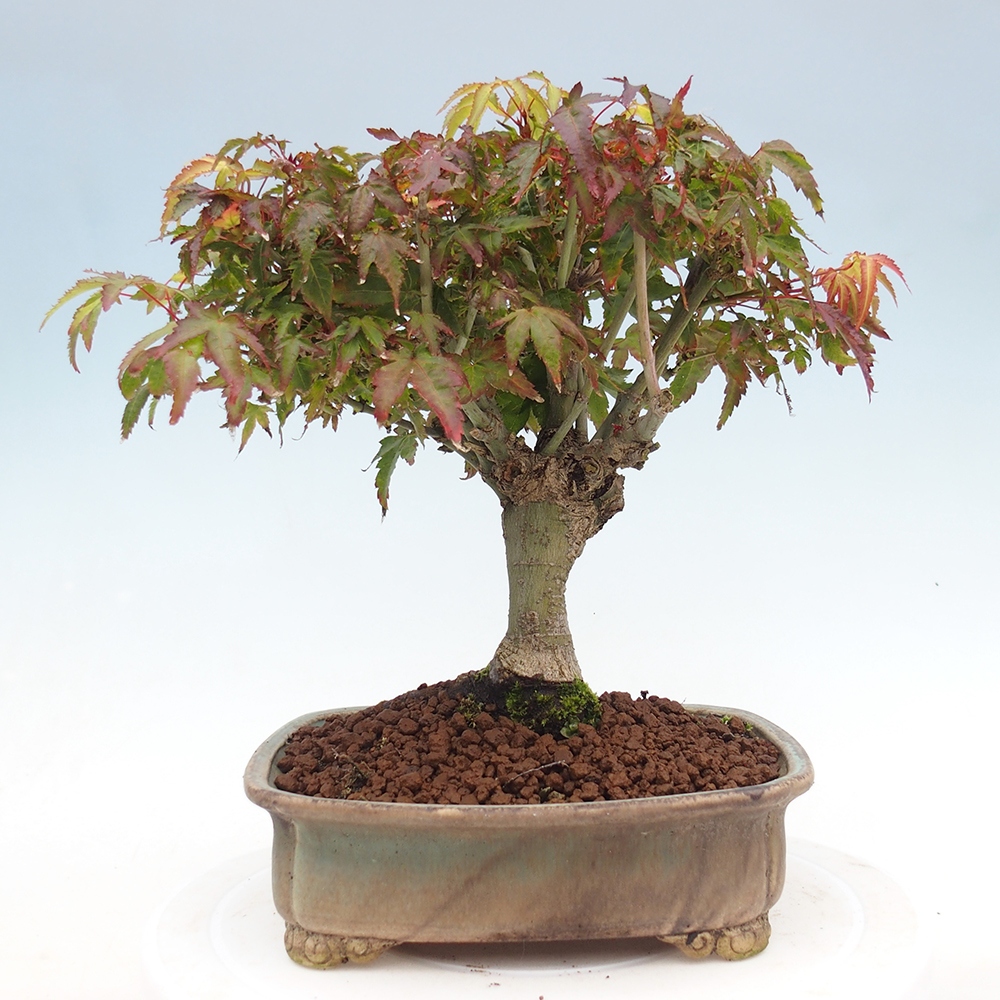 Acer palmatum KIOHIME - Arce palmito