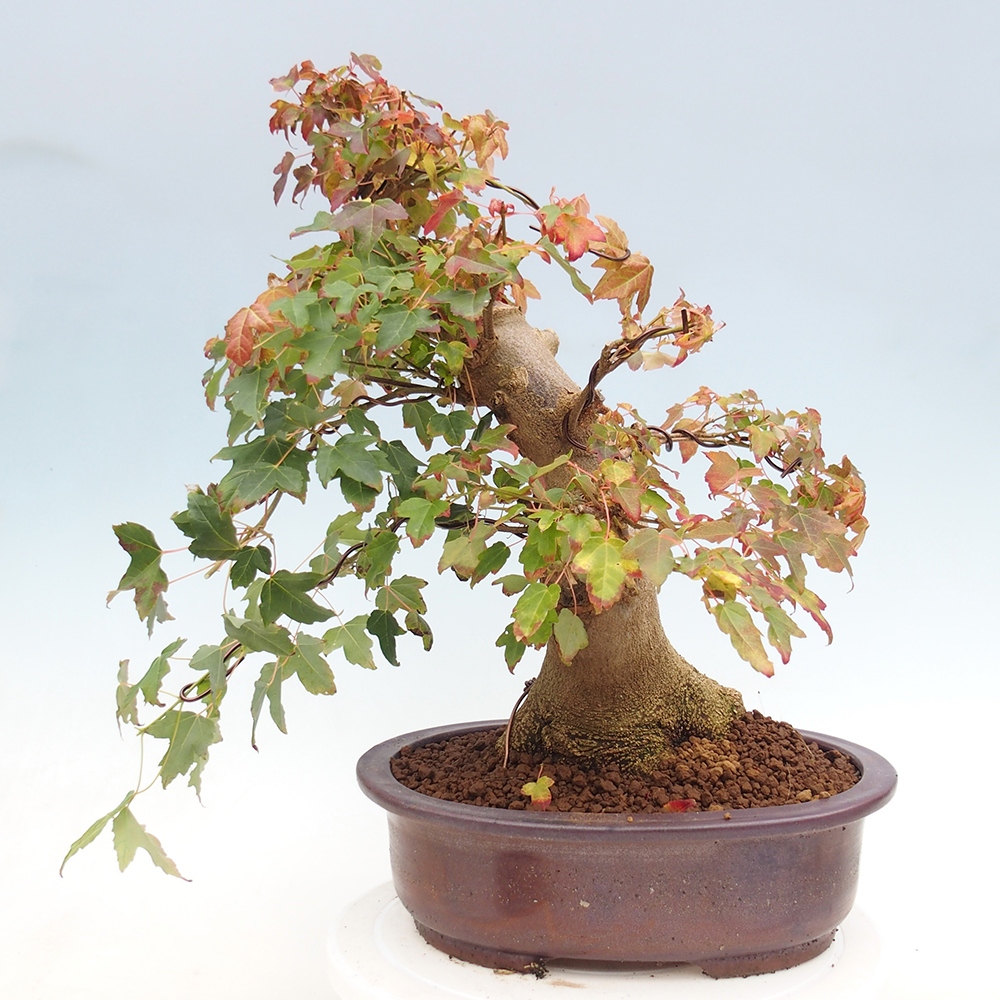 Bonsai de exterior - Acer Buergerianum - Arce hamburgués