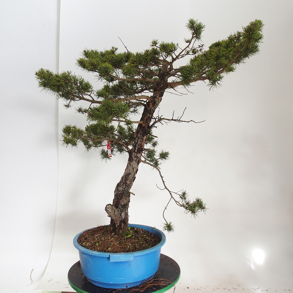 Yamadori - Pinus sylvestris España