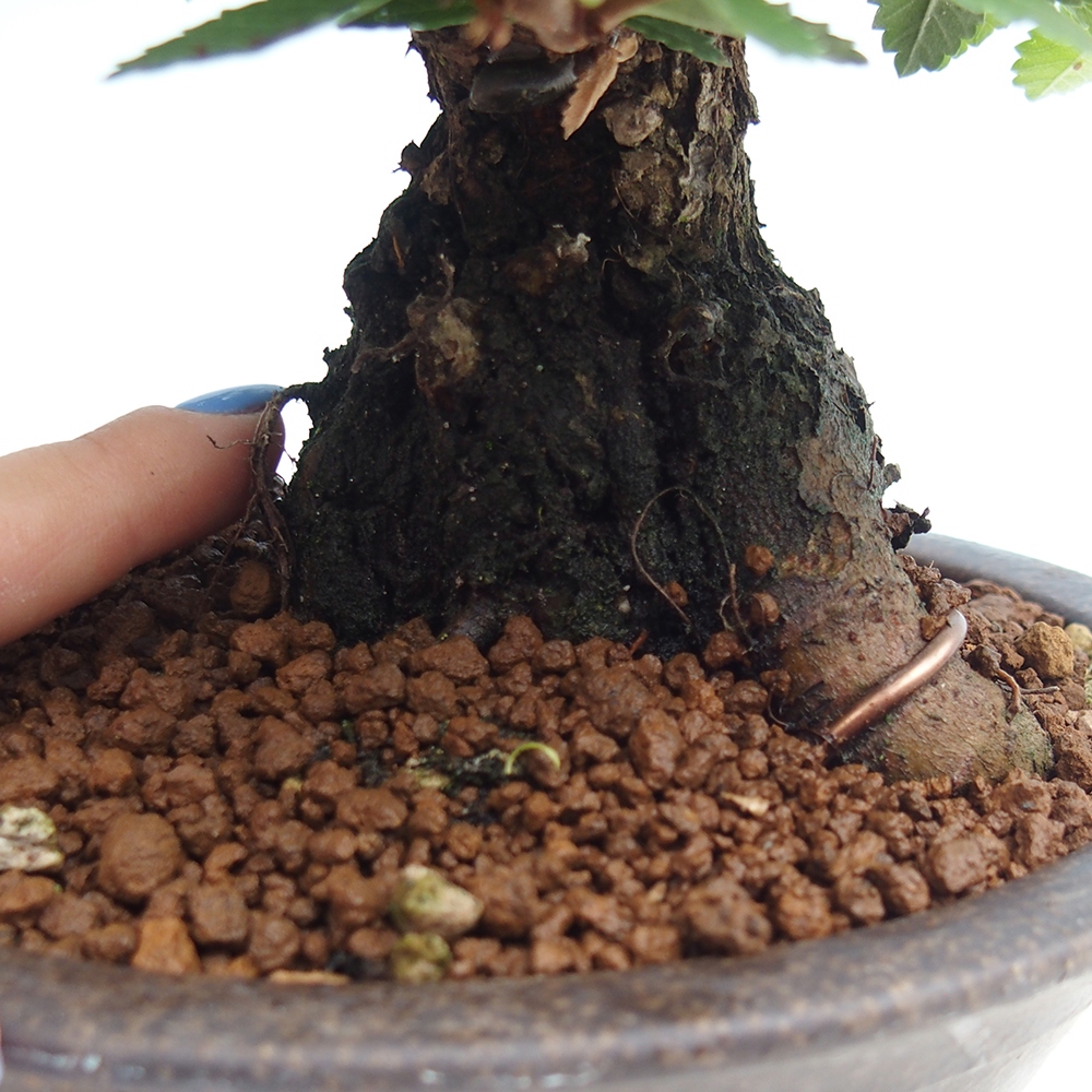 Bonsai de exterior - Zelkova - Zelkova NIRE