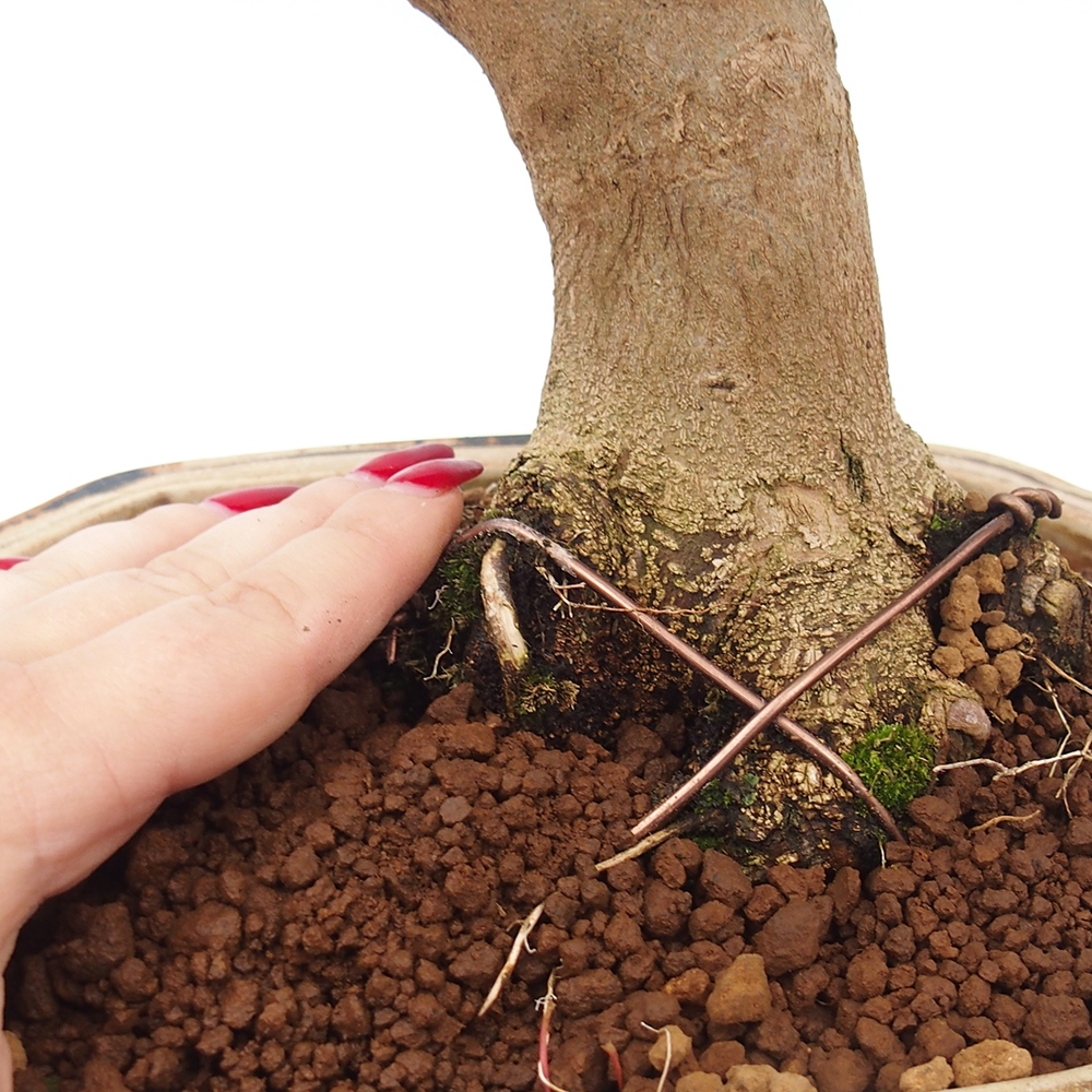 Bonsai de exterior - Acer Buergerianum - Arce hamburgués