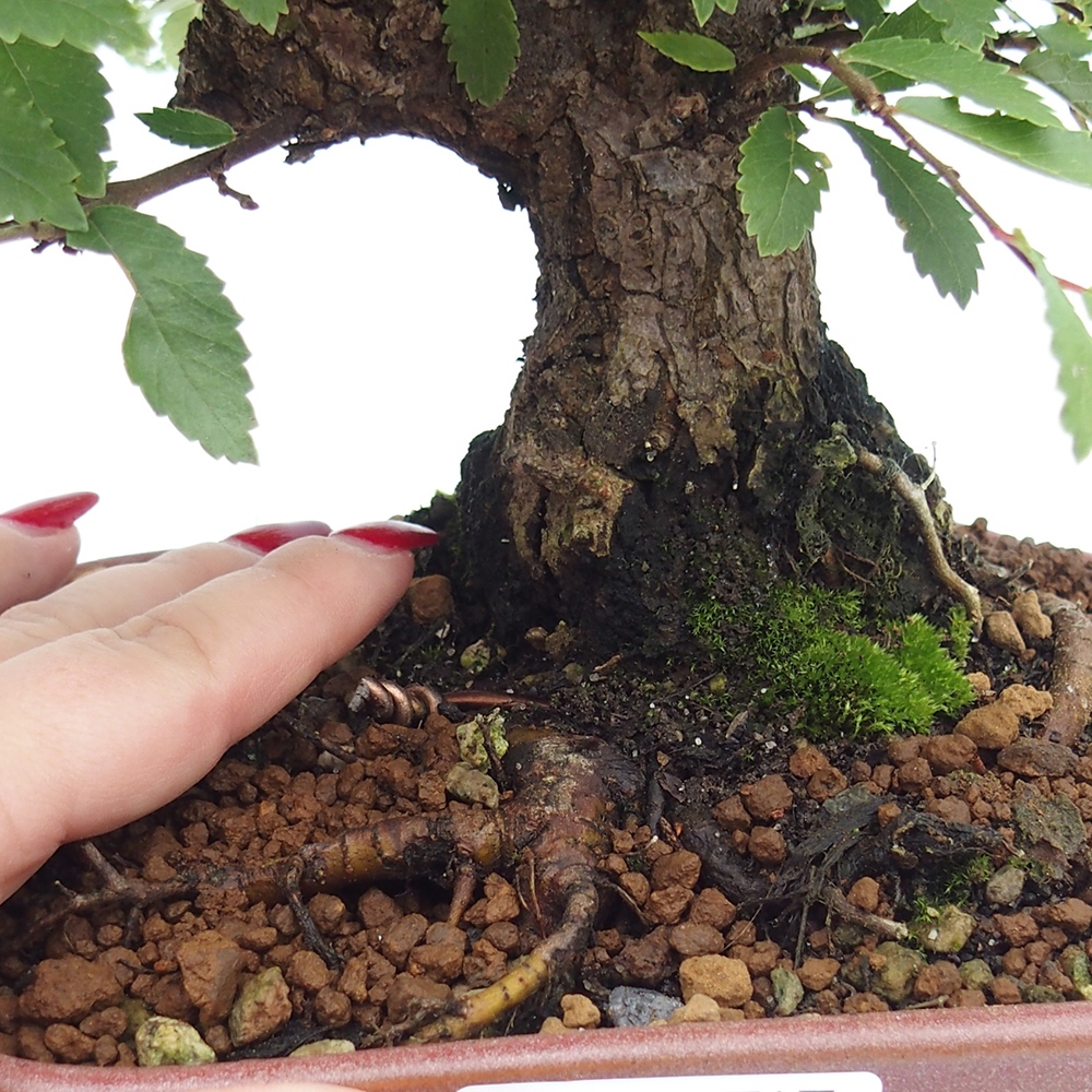 Bonsai de exterior - Zelkova - Zelkova NIRE