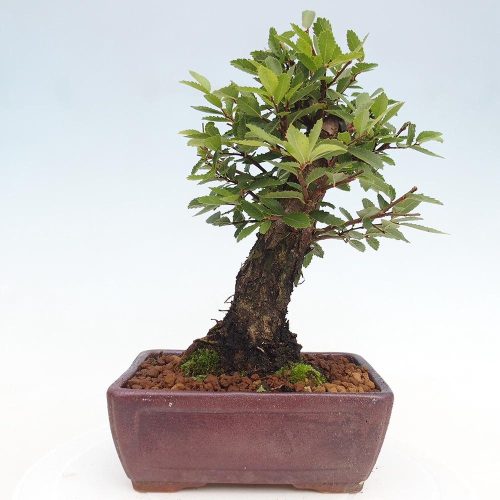 Bonsai de exterior - Zelkova - Zelkova NIRE