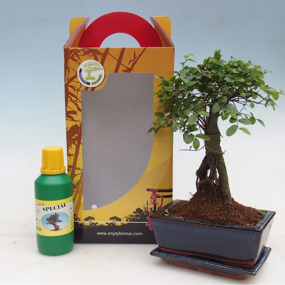 Ulmus parvifolia - Olmo chino