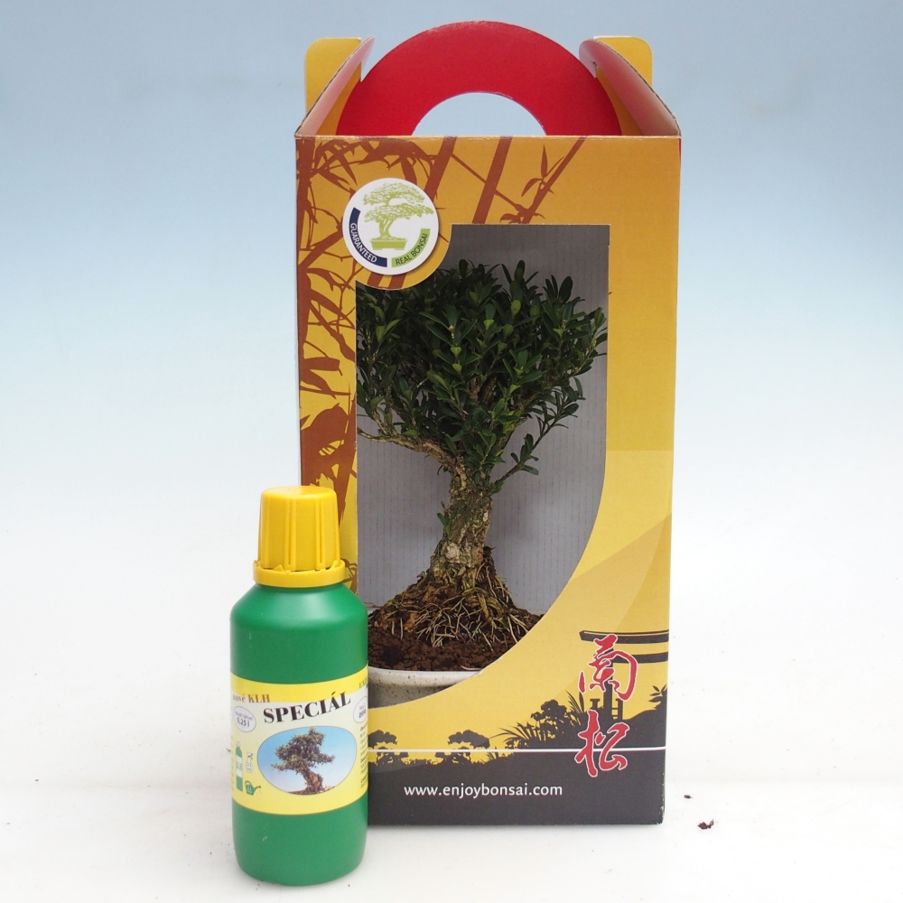 Bonsái de habitación en caja de regalo Buxus harlandii - buxus de corcho