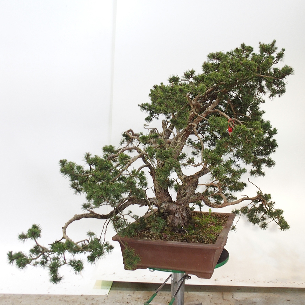 Yamadori - Pinus sylvestris España
