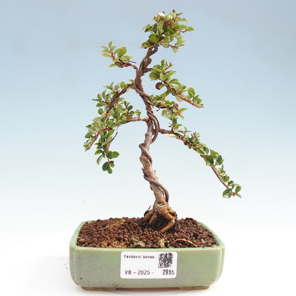Bonsai de exterior - Cotoneaster horizontalis - Montañas Rocosas