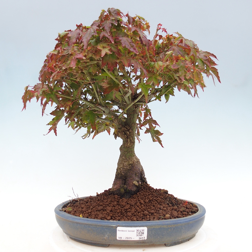 Acer palmatum KIOHIME - Arce palmito