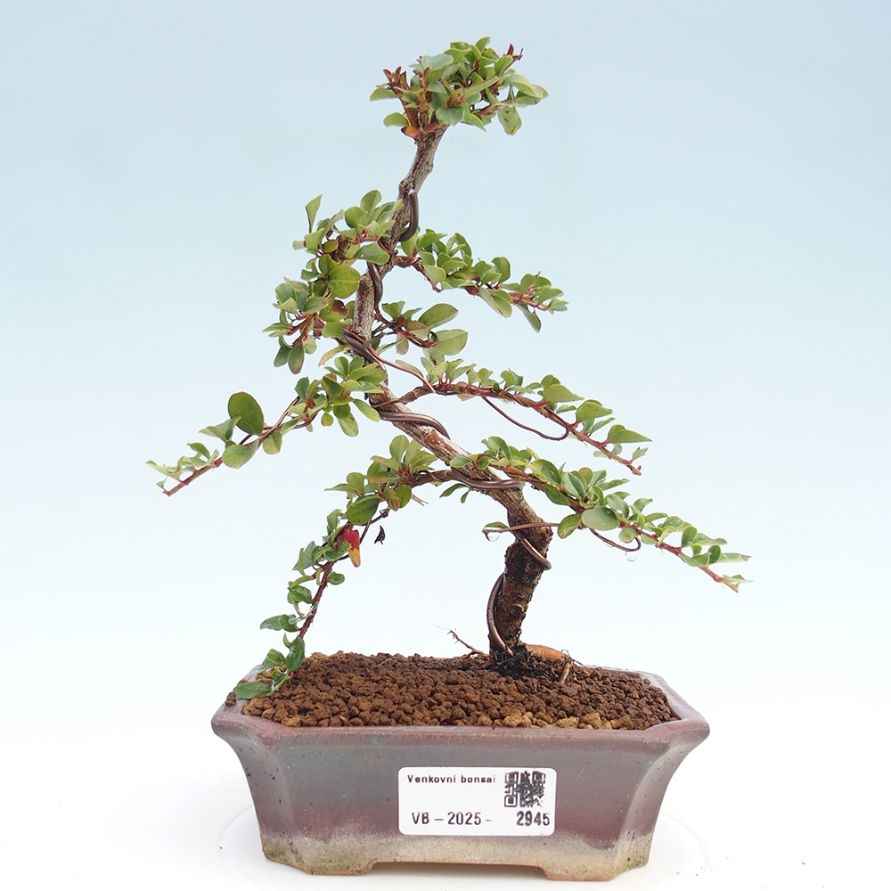 Bonsai de exterior - Cotoneaster horizontalis - Montañas Rocosas