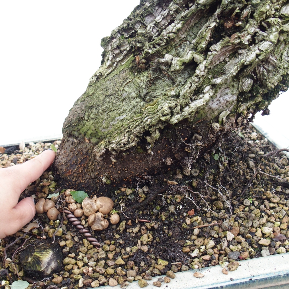 bonsai de exterior Quercus suber - Alcornoque
