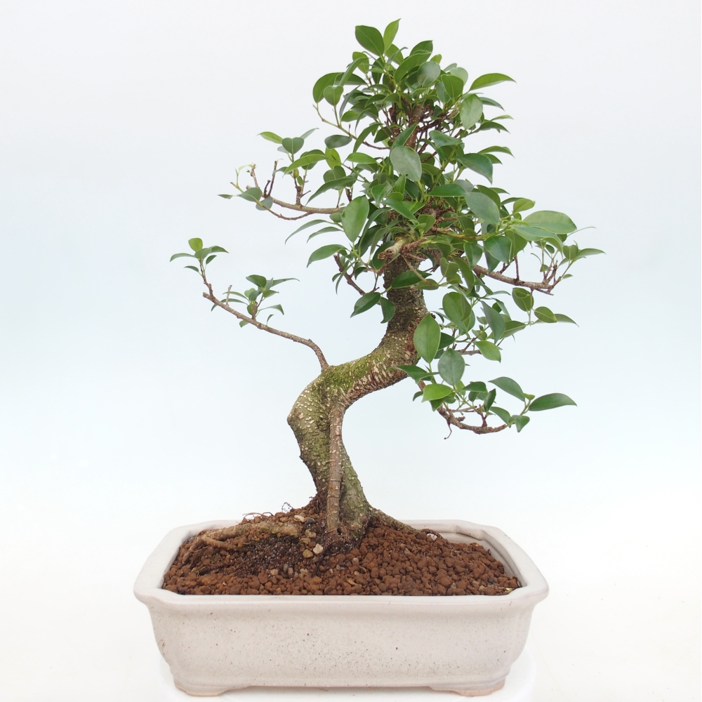 Bonsái de habitación - Ficus kimmen - ficus de hoja pequeña