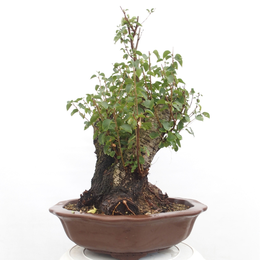 Bonsai de exterior - Mahalebka - Prunus mahaleb