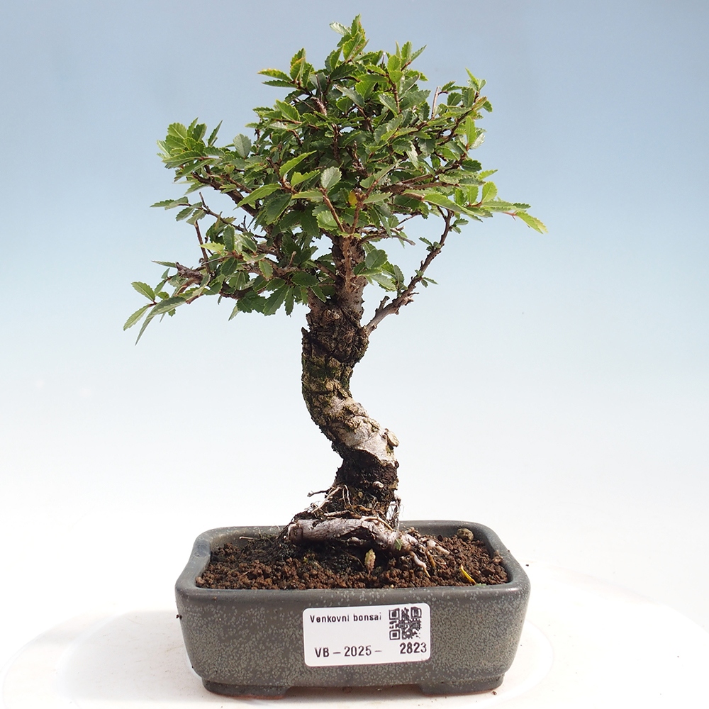 Bonsai de exterior - Zelkova - Zelkova NIRE