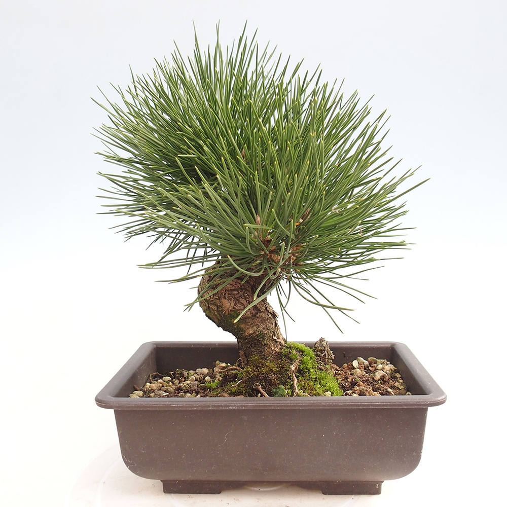 Bonsái de exterior - Pinus thunbergii - Pino Thunberg