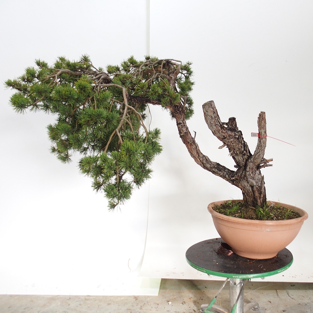 Yamadori - Pinus sylvestris España