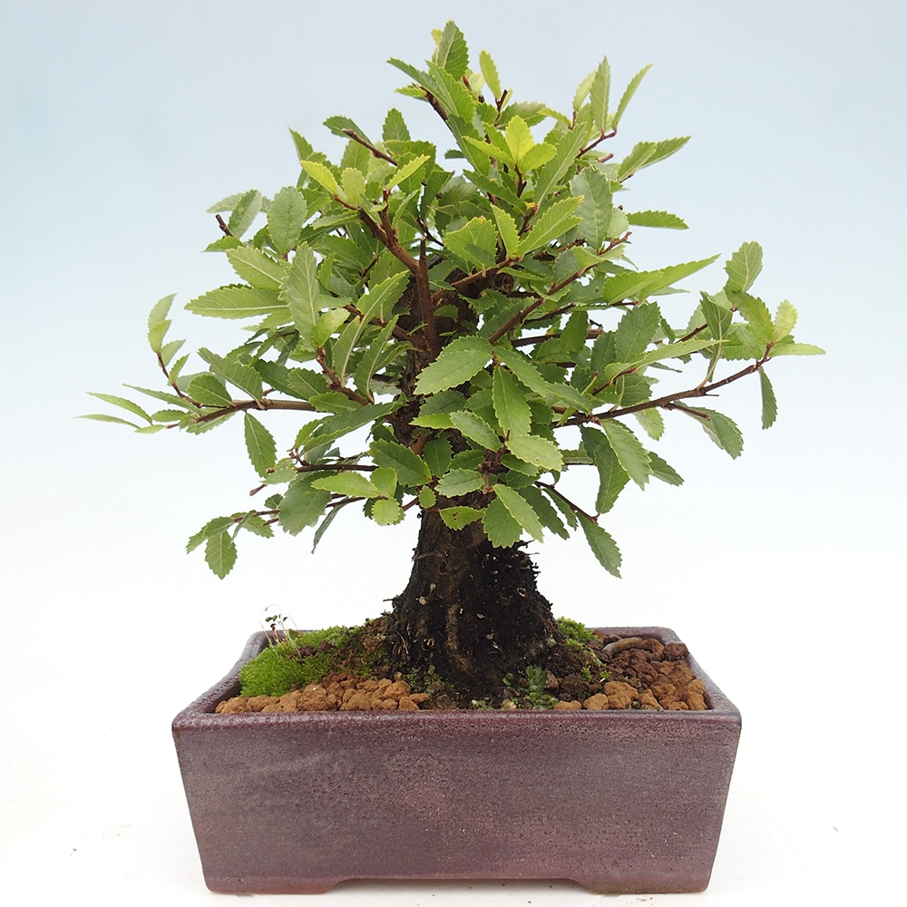 Bonsai de exterior - Zelkova - Zelkova NIRE